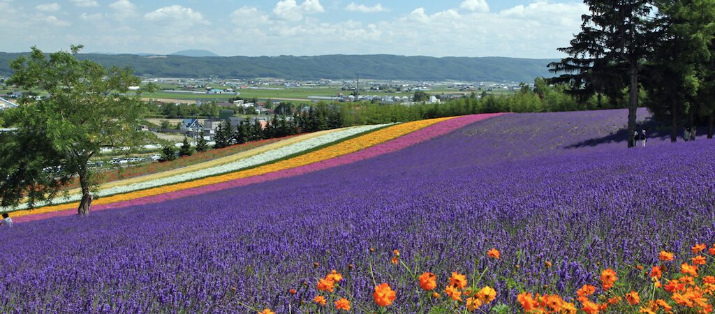 ファーム富田(富良野)|ラベンダー畑と色鮮やかな花畑