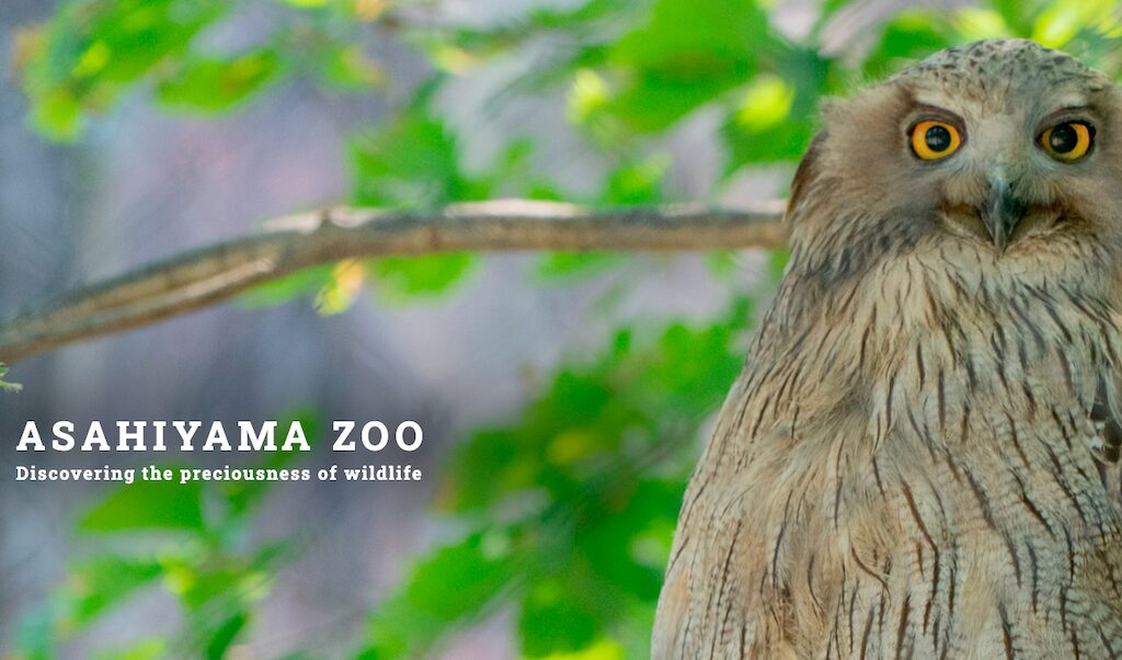 旭山動物園(旭川)|動物たちの自然な姿を間近で観察